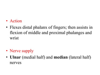 • Action
• Flexes distal phalanx of fingers; then assists in
flexion of middle and proximal phalanges and
wrist
• Nerve supply
• Ulnar (medial half) and median (lateral half)
nerves

 
