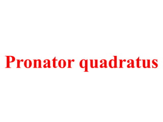 Pronator quadratus

 