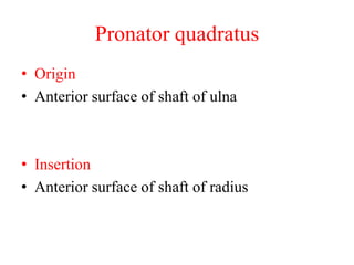 Pronator quadratus
• Origin
• Anterior surface of shaft of ulna

• Insertion
• Anterior surface of shaft of radius

 