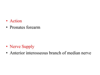 • Action
• Pronates forearm

• Nerve Supply
• Anterior interosseous branch of median nerve

 