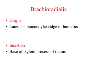 Brachioradialis
• Origin
• Lateral supracondylar ridge of humerus

• Insertion
• Base of styloid process of radius

 