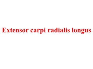 Extensor carpi radialis longus

 