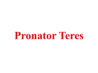 Pronator Teres

 