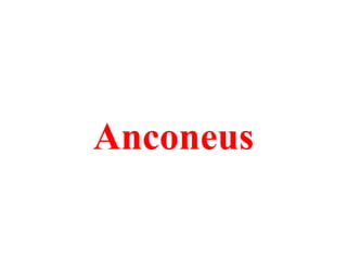 Anconeus

 