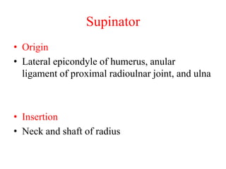 Supinator
• Origin
• Lateral epicondyle of humerus, anular
ligament of proximal radioulnar joint, and ulna

• Insertion
• Neck and shaft of radius

 