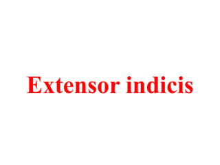 Extensor indicis

 