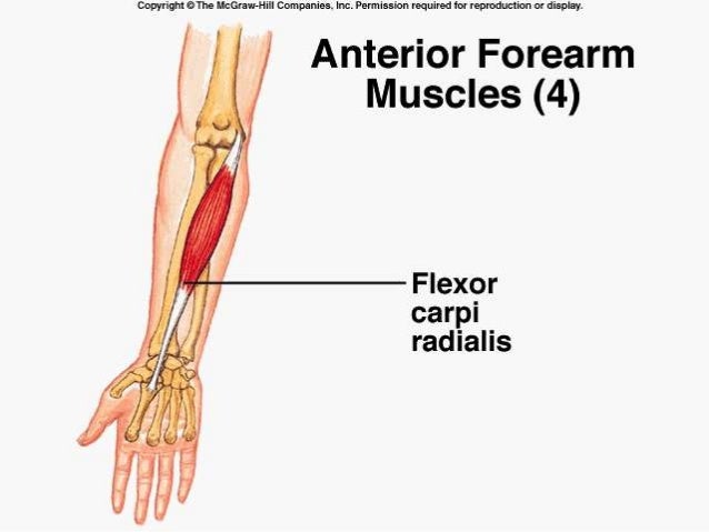 muscles of the forearm muscles of the forearm