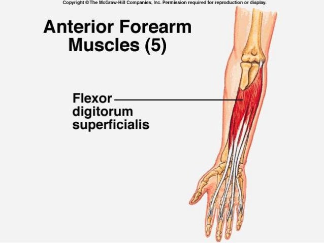 Muscles Of The Forearm