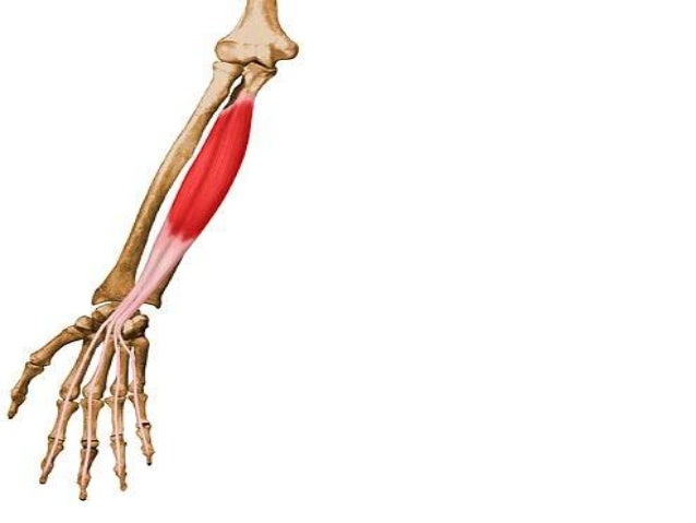 muscles of the forearm muscles of the forearm