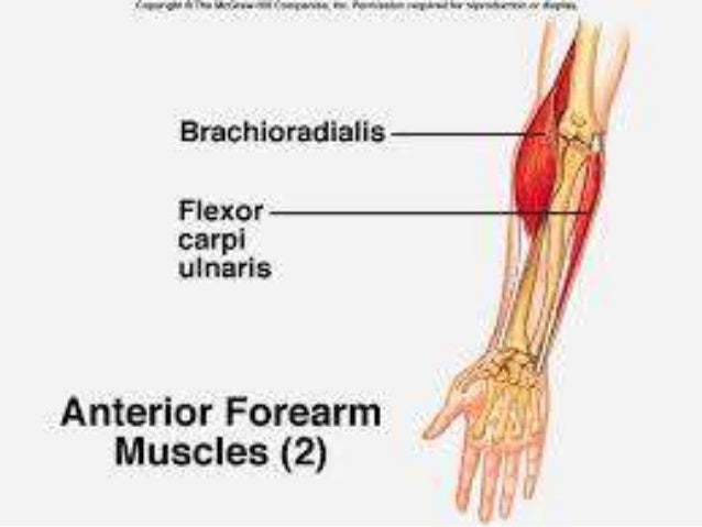 muscles of the forearm muscles of the forearm