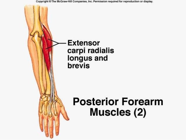 muscles of the forearm muscles of the forearm