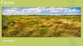 Fauna
Grasslands
 