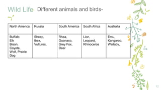 Wild Life
12
✢ Different animals and birds-
North America Russia South America South Africa Australia
Buffalo
Elk
Bison,
Coyote,
Wolf, Prairie
Dog
Sheep,
Ibex,
Vultures,
Rhea,
Guanaco,
Grey Fox,
Deer
Lion,
Leopard,
Rhinoceros
Emu,
Kangaroo,
Wallaby,
 