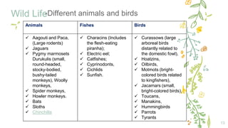 Wild Life
13
-Different animals and birds
Animals Fishes Birds
 Aagouti and Paca,
(Large rodents)
 Jaguars
 Pygmy marmosets
Durukulis (small,
round-headed,
stocky-bodied,
bushy-tailed
monkeys), Woolly
monkeys,
 Spider monkeys,
 Howler monkeys.
 Bats
 Sloths
 Chinchilla
 Characins (Includes
the flesh-eating
piranha);
 Electric eel;
 Catfishes;
 Cyprinodonts,
 Cichlids
 Sunfish.
 Curassows (large
arboreal birds
distantly related to
the domestic fowl),
 Hoatzins,
 Oilbirds,
 Motmots (bright-
colored birds related
to kingfishers),
 Jacamars (small,
bright-colored birds),
 Toucans,
 Manakins,
 Hummingbirds
 Parrots
 Tyrants
 