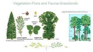 Vegetation-Flora and Fauna-Grasslands
8
 