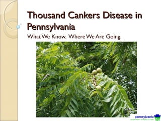 Thousand Cankers Disease in
Pennsylvania
What We Know. Where We Are Going.

 