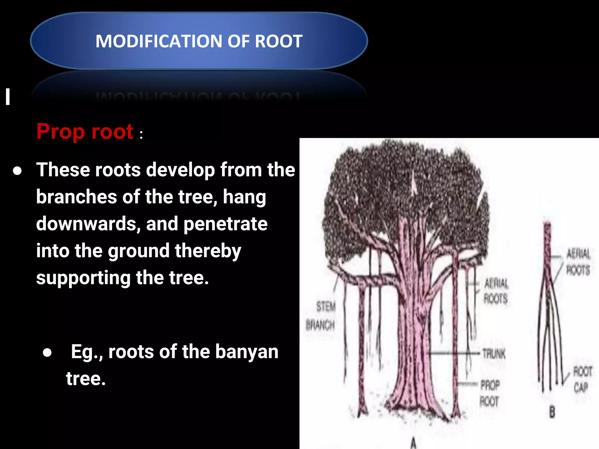 7th plant structure and function | PPTX