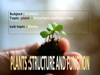 Subject : Science
Topic :plant - Structure and function
sub topic : Roots
 