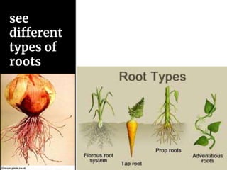 Three Types Of Roots 7th plant structure and function | PPTX