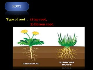 Taproot Function 7th plant structure and function | PPTX