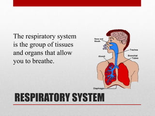 RESPIRATORY SYSTEM
The respiratory system
is the group of tissues
and organs that allow
you to breathe.
 