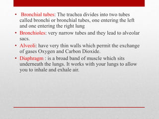 • Bronchial tubes: The trachea divides into two tubes
called bronchi or bronchial tubes, one entering the left
and one entering the right lung
• Bronchioles: very narrow tubes and they lead to alveolar
sacs.
• Alveoli: have very thin walls which permit the exchange
of gases Oxygen and Carbon Dioxide.
• Diaphragm : is a broad band of muscle which sits
underneath the lungs. It works with your lungs to allow
you to inhale and exhale air.
 