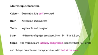 Macroscopic character:-
Colour- Externally, it is buff coloured
Oder- Agreeable and pungent
Taste- Agreeable and pungent
Size- Rhizomes of ginger are about 5 to 15×1.5 to 6.5 cm.
Shape- The rhizomes are laterally compressed, bearing short flat, ovate
and oblique branches on the upper side, with bud at the apex.
 