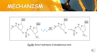 MECHANISM
Mg2+
Fig 05: Direct hydrolysis of phosphorous atom
 