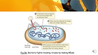 Fig 06: Bacteria fights invading viruses by making REase
 
