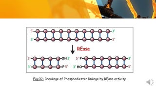 Fig 02: Breakage of Phosphodiester linkage by REase activity
 