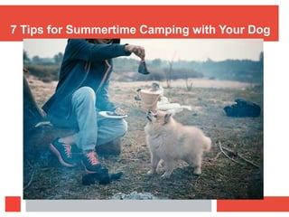 7 Tips for Summertime Camping with Your Dog
 