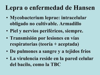 Lepra o enfermedad de Hansen
• Mycobacterium leprae: intracelular
obligado no cultivable. Armadillo
• Piel y nervios periféricos, siempre.
• Transmisión por lesiones en vías
respiratorias (teoría + aceptada)
• De pulmones a sangre y a tejidos fríos
• La virulencia reside en la pared celular
del bacilo, como la TBC
 