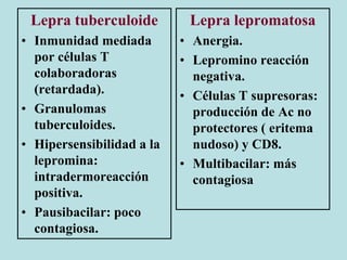Lepra tuberculoide
• Inmunidad mediada
por células T
colaboradoras
(retardada).
• Granulomas
tuberculoides.
• Hipersensibilidad a la
lepromina:
intradermoreacción
positiva.
• Pausibacilar: poco
contagiosa.
Lepra lepromatosa
• Anergia.
• Lepromino reacción
negativa.
• Células T supresoras:
producción de Ac no
protectores ( eritema
nudoso) y CD8.
• Multibacilar: más
contagiosa
 
