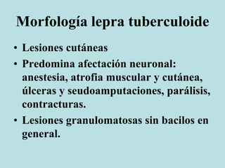 Morfología lepra tuberculoide
• Lesiones cutáneas
• Predomina afectación neuronal:
anestesia, atrofia muscular y cutánea,
úlceras y seudoamputaciones, parálisis,
contracturas.
• Lesiones granulomatosas sin bacilos en
general.
 
