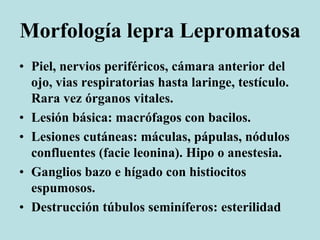 Morfología lepra Lepromatosa
• Piel, nervios periféricos, cámara anterior del
ojo, vias respiratorias hasta laringe, testículo.
Rara vez órganos vitales.
• Lesión básica: macrófagos con bacilos.
• Lesiones cutáneas: máculas, pápulas, nódulos
confluentes (facie leonina). Hipo o anestesia.
• Ganglios bazo e hígado con histiocitos
espumosos.
• Destrucción túbulos seminíferos: esterilidad
 