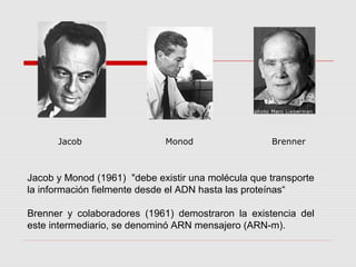 Jacob y Monod (1961) "debe existir una molécula que transporte
la información fielmente desde el ADN hasta las proteínas“
Brenner y colaboradores (1961) demostraron la existencia del
este intermediario, se denominó ARN mensajero (ARN-m).
Jacob Monod Brenner