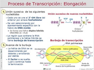 7 transcripción