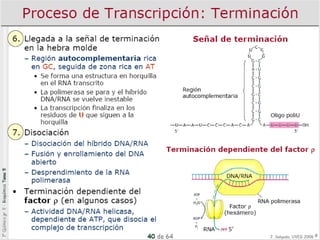 7 transcripción