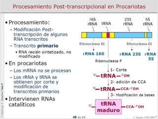 7 transcripción