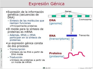 7 transcripción