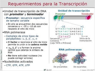7 transcripción