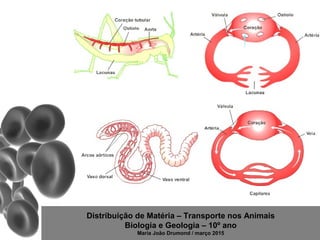 Distribuição de Matéria – Transporte nos Animais
Biologia e Geologia – 10º ano
Maria João Drumond / março 2015
 