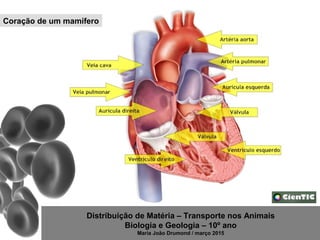 Distribuição de Matéria – Transporte nos Animais
Biologia e Geologia – 10º ano
Maria João Drumond / março 2015
Coração de um mamífero
 