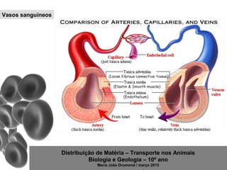 Distribuição de Matéria – Transporte nos Animais
Biologia e Geologia – 10º ano
Maria João Drumond / março 2015
Vasos sanguíneos
 