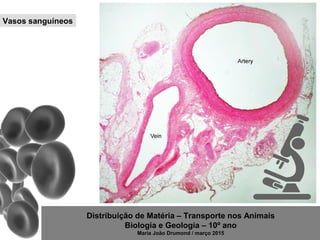 Distribuição de Matéria – Transporte nos Animais
Biologia e Geologia – 10º ano
Maria João Drumond / março 2015
Vasos sanguíneos
 