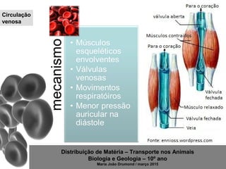 Distribuição de Matéria – Transporte nos Animais
Biologia e Geologia – 10º ano
Maria João Drumond / março 2015
Circulação
venosa
 