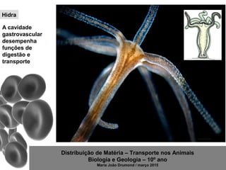 Distribuição de Matéria – Transporte nos Animais
Biologia e Geologia – 10º ano
Maria João Drumond / março 2015
Hidra
A cavidade
gastrovascular
desempenha
funções de
digestão e
transporte
 