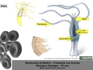 Distribuição de Matéria – Transporte nos Animais
Biologia e Geologia – 10º ano
Maria João Drumond / março 2015
http://files.portfolio-eli.webnode.pt/200000304-80e51812de/hidra.jpg
Hidra
 