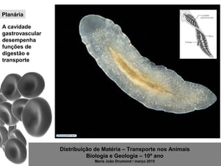 Distribuição de Matéria – Transporte nos Animais
Biologia e Geologia – 10º ano
Maria João Drumond / março 2015
Planária
A cavidade
gastrovascular
desempenha
funções de
digestão e
transporte
 