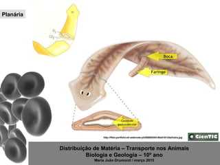 Distribuição de Matéria – Transporte nos Animais
Biologia e Geologia – 10º ano
Maria João Drumond / março 2015
http://files.portfolio-eli.webnode.pt/200000304-80e51812de/hidra.jpg
Planária
 